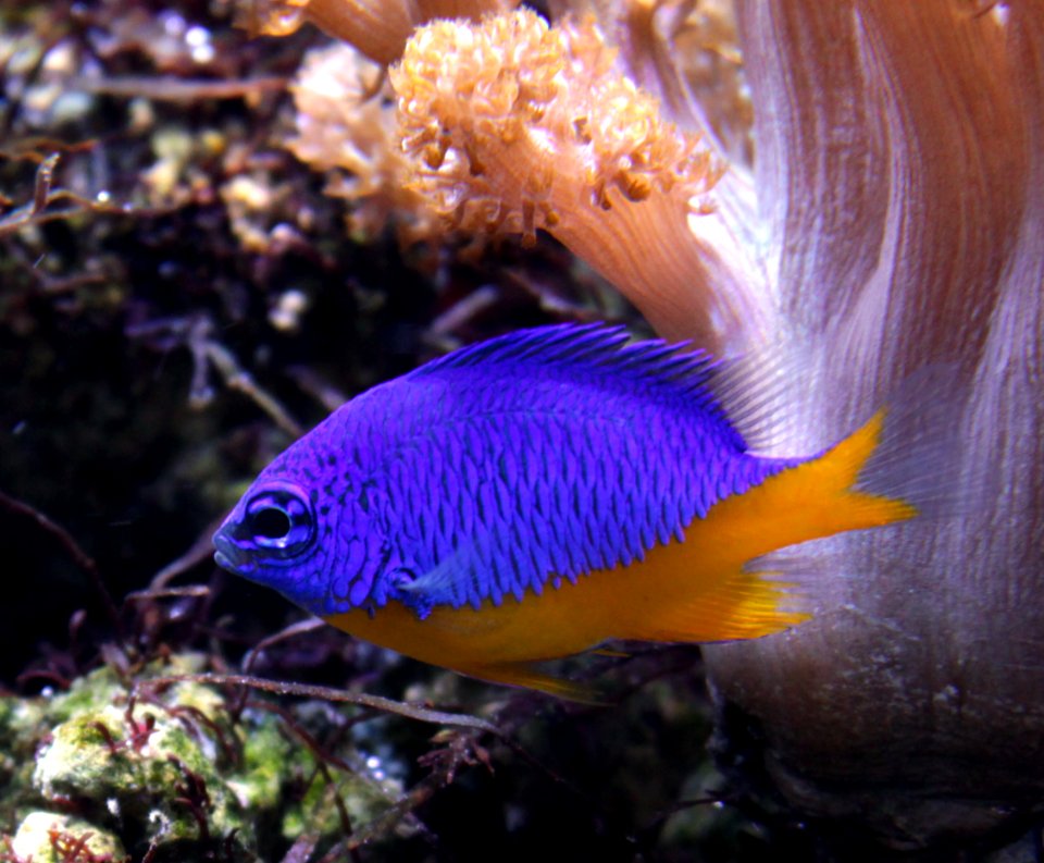 Aquarium de Dunkerque Chrysiptera hemicyanea 08102017 1