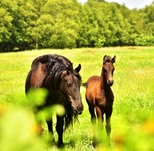Paddock summer pasture
