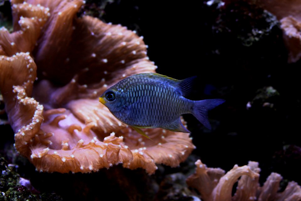 Aquarium de Dunkerque Chromis 08102017 1