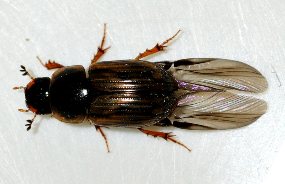 Aphodius-sticticus-10-fws