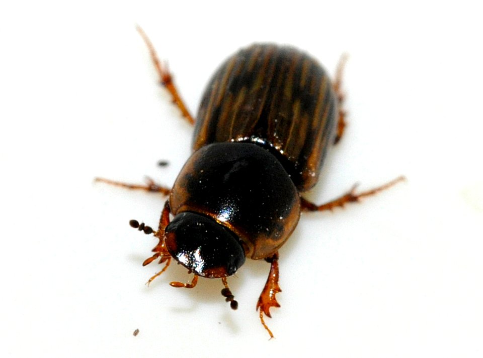Aphodius-sticticus-08-fws
