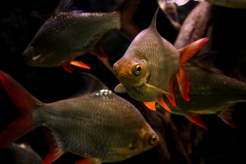 Aquarium tropical de Pierrefitte-Nestalas 03082018 Barbus à queue rouge Barbonymus altus 2
