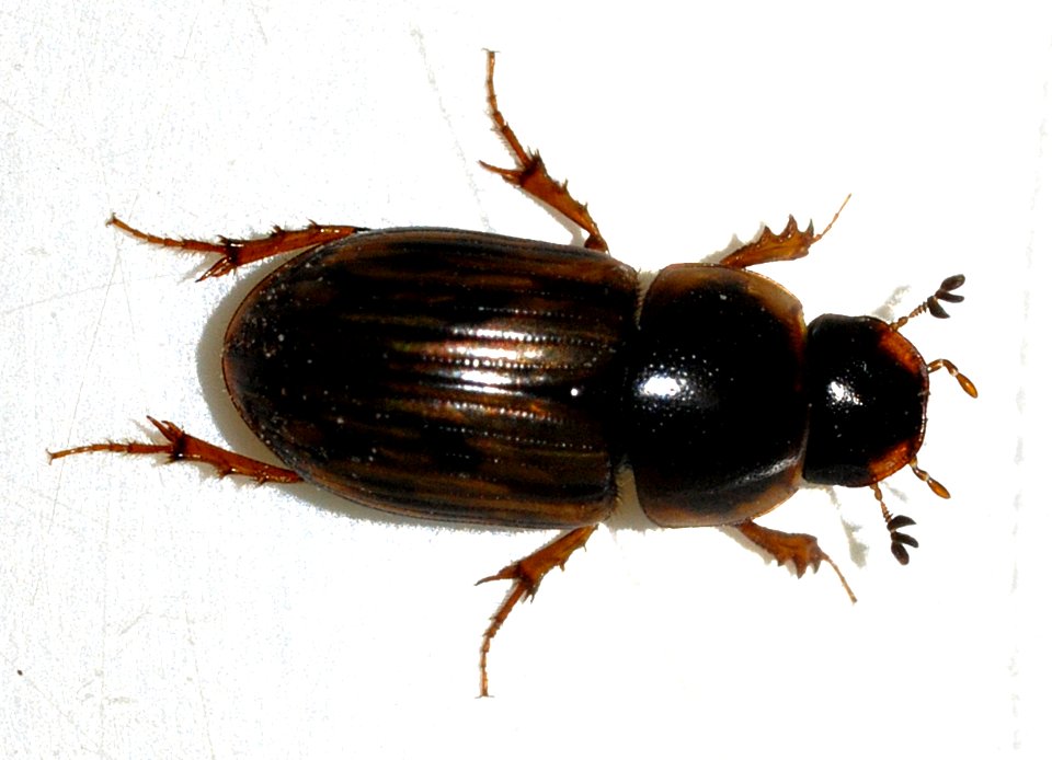 Aphodius-sticticus-03-fws