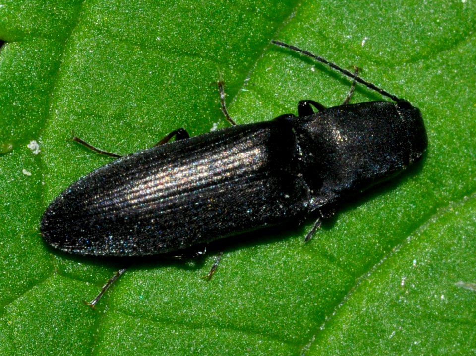 Aplotarsus-incanus-03-fws