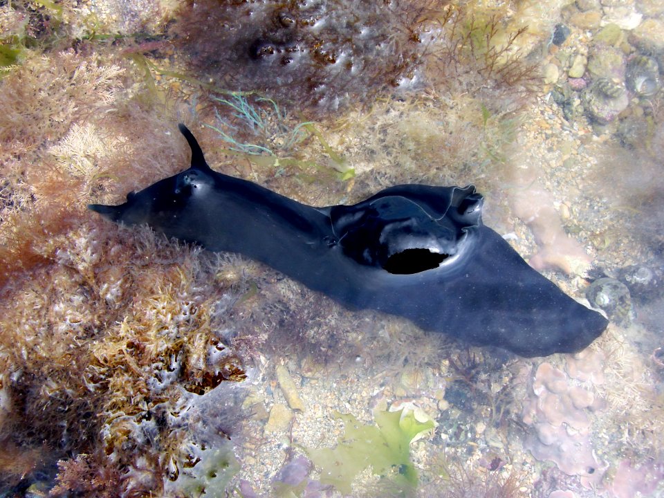Aplysia Lievre de mer Ré 16 06 2010