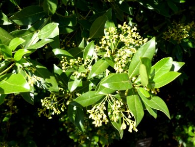 Apollonias barbujana - Jardín Botánico de Barcelona - Barcelona, Spain - DSC09144