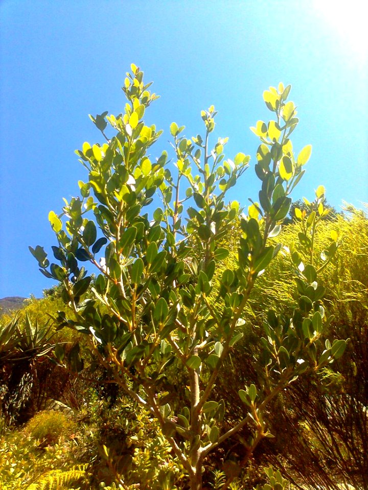 Apodytes dimidiata tree - CT 1