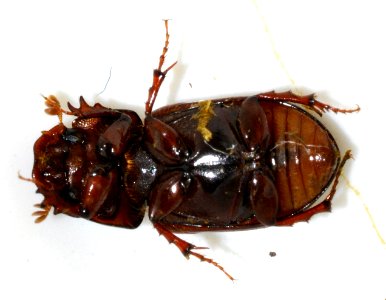 Aphodius-rufus-06-fws