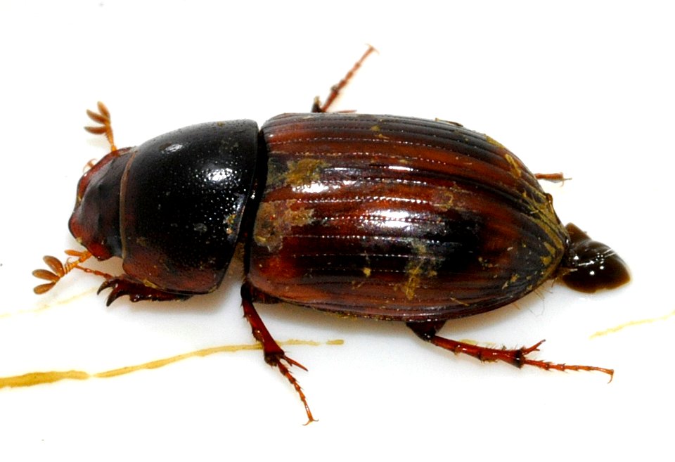 Aphodius-rufus-08-fws
