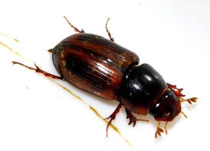 Aphodius-rufus-03-fws