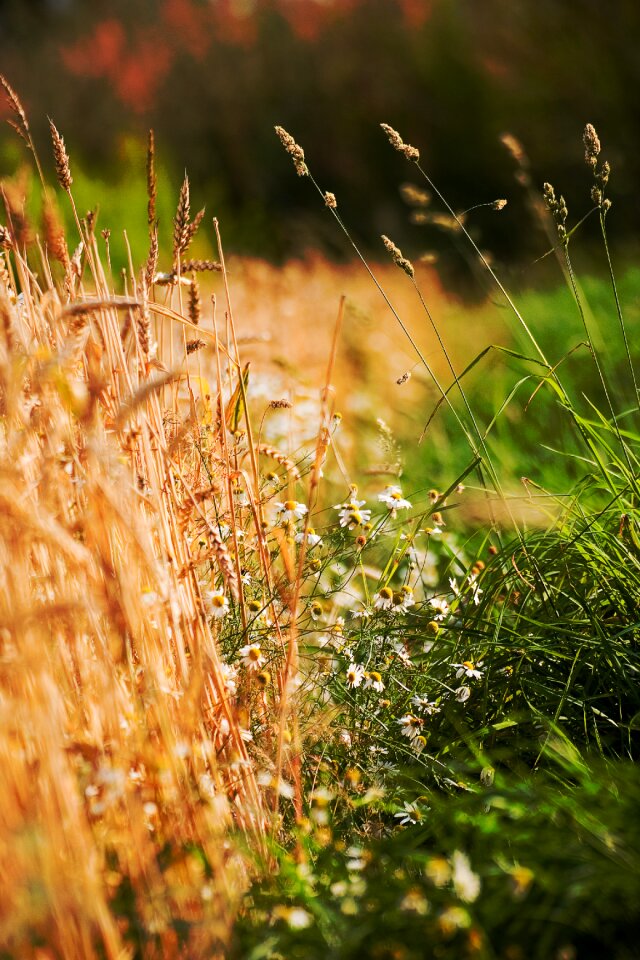 Field plant meadow
