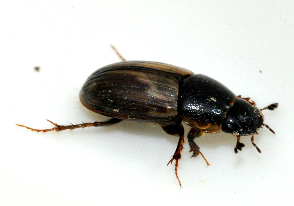 Aphodius-prodromus-11-fws
