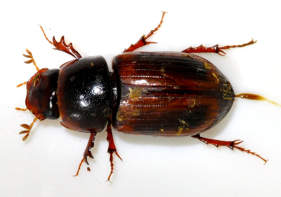 Aphodius-rufus-04-fws