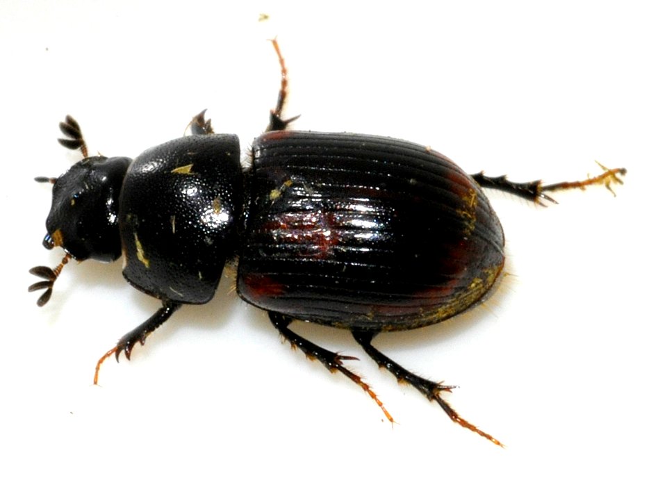 Aphodius-alpinus-09-fws