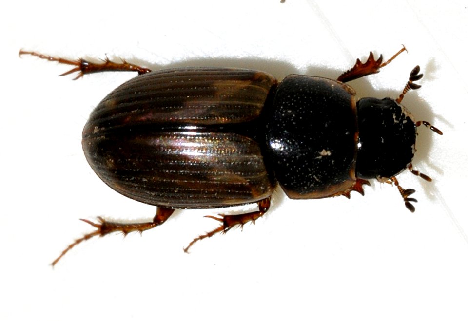 Aphodius-prodromus-12-fws