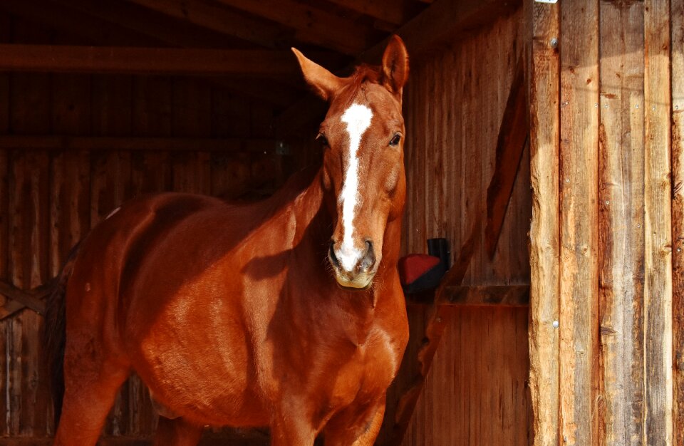 Animal world brown horse stall