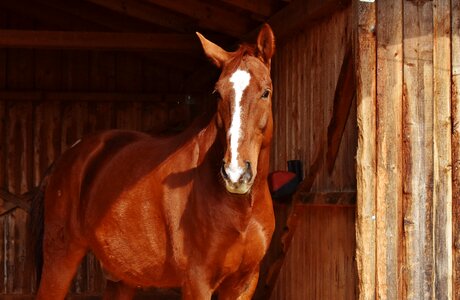 Animal world brown horse stall photo