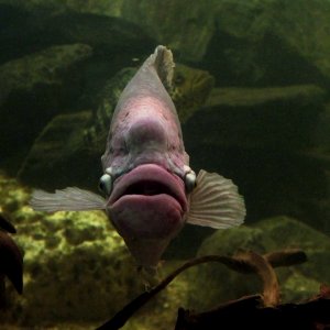 Aquarium tropical de Pierrefitte-Nestalas 03082018 Gourami géant 1