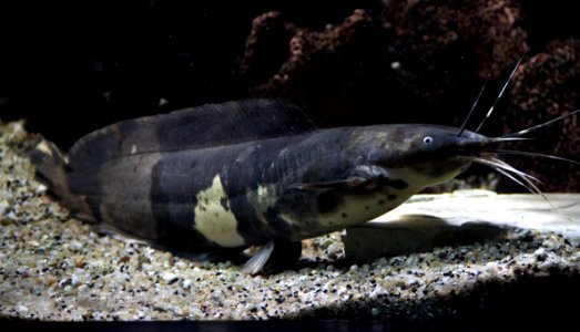 Aquarium tropical de Pierrefitte-Nestalas 03082018 Clarias batrachus 1