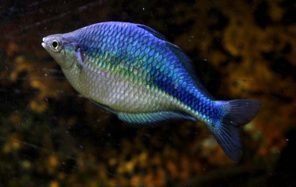 Aquarium de Dunkerque Poisson arc-en-ciel 08102017 1