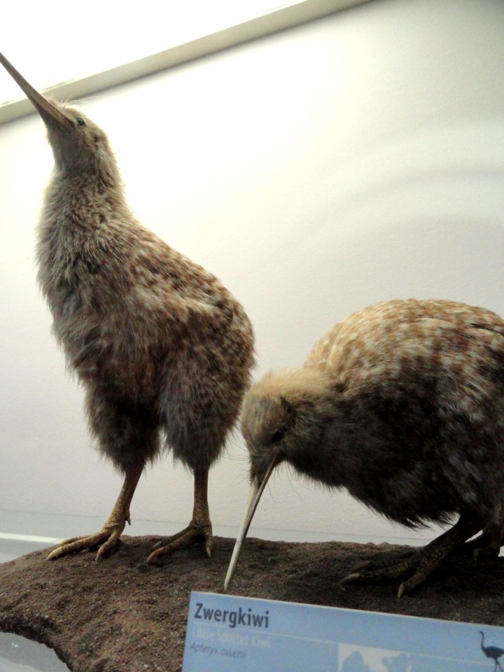 Apteryx owenii - Naturmuseum Senckenberg - DSC02043
