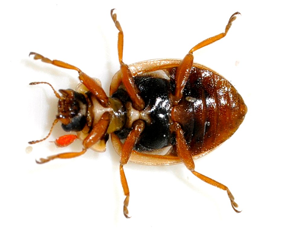 Aphidecta-obliterata-06-fws