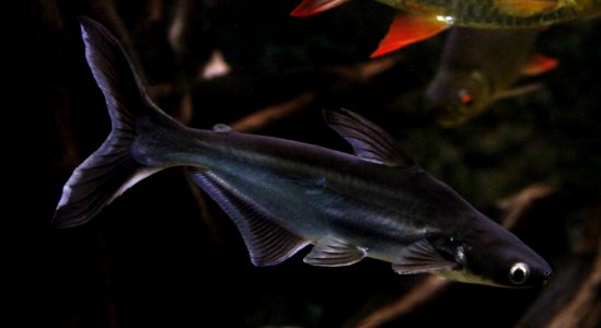 Aquarium tropical de Pierrefitte-Nestalas 03082018 Pangasianodon hypophthalmus 2