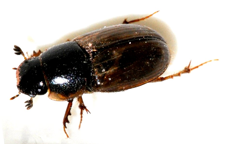 Aphodius-sphacelatus-04-fws