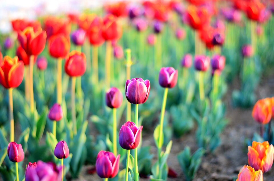 Close-up beautiful spring photo