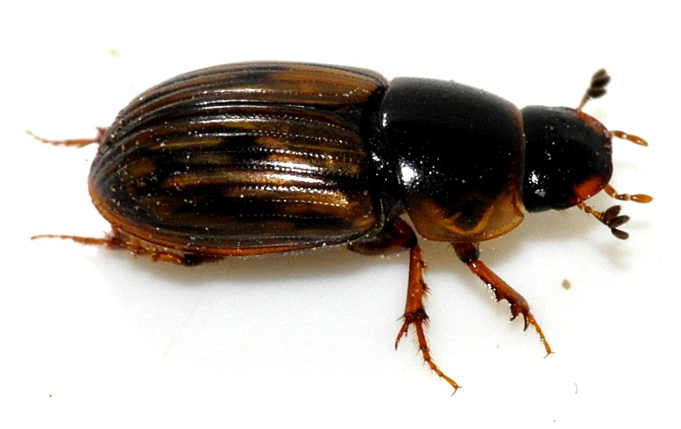 Aphodius-sticticus-05-fws