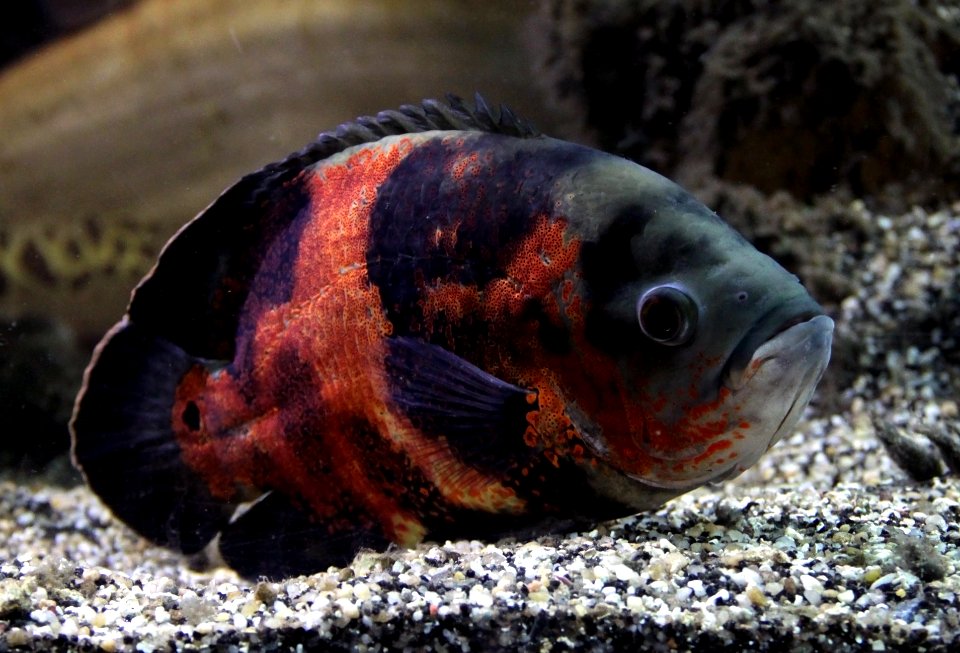 Aquarium tropical de Pierrefitte-Nestalas 03082018 Astronotus ocellatus Oscar 1