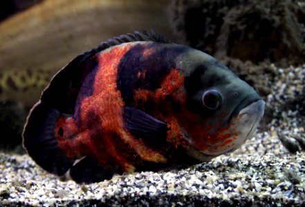 Aquarium tropical de Pierrefitte-Nestalas 03082018 Astronotus ocellatus Oscar 1