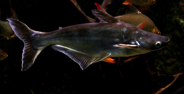 Aquarium tropical de Pierrefitte-Nestalas 03082018 Pangasianodon hypophthalmus 1