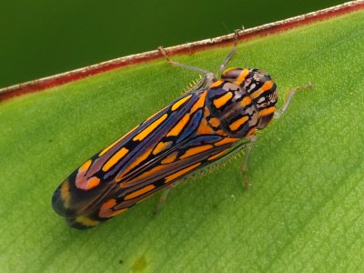 Apogonalia stalii 134521724