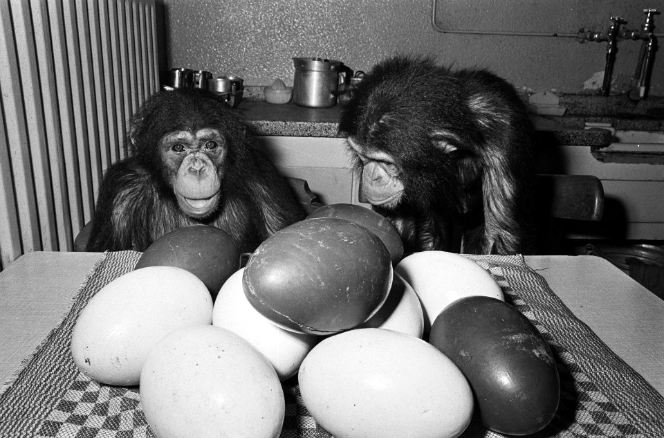 Apen met eieren in Artis, Bestanddeelnr 919-0089