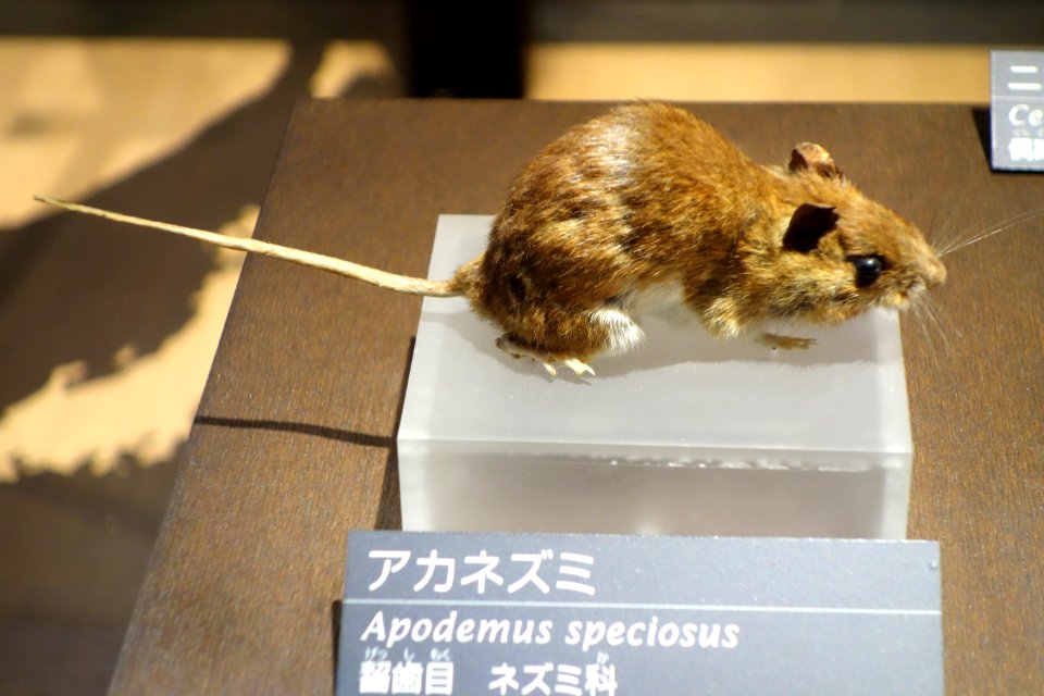 Apodemus speciosus - National Museum of Nature and Science, Tokyo - DSC07023