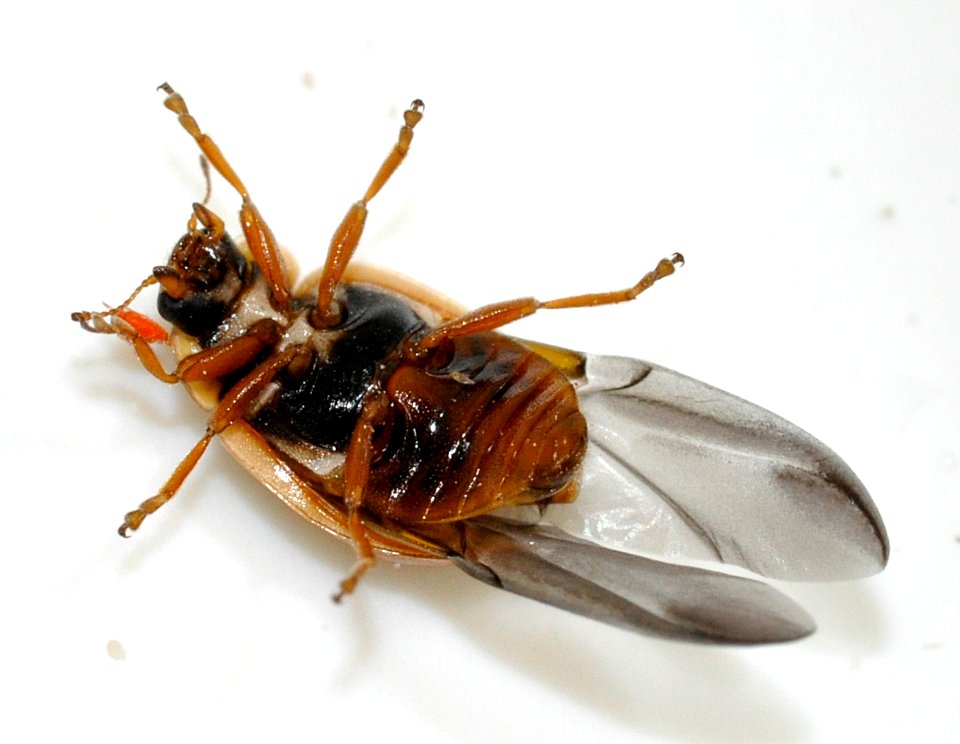 Aphidecta-obliterata-07-fws