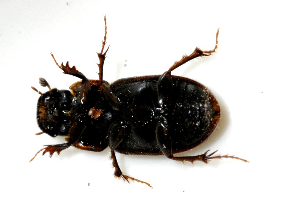 Aphodius-prodromus-02-fws