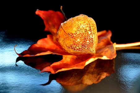Nature plant orange