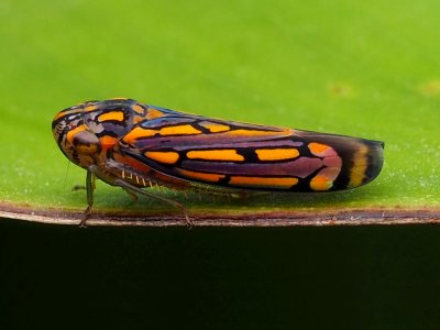 Apogonalia stalii 134522727