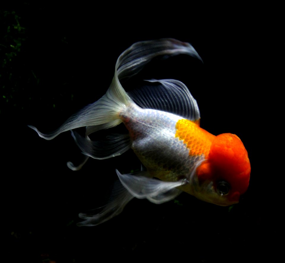Aquarium tropical de Pierrefitte-Nestalas 03082018 Carassius auratus Lionhead goldfish 1