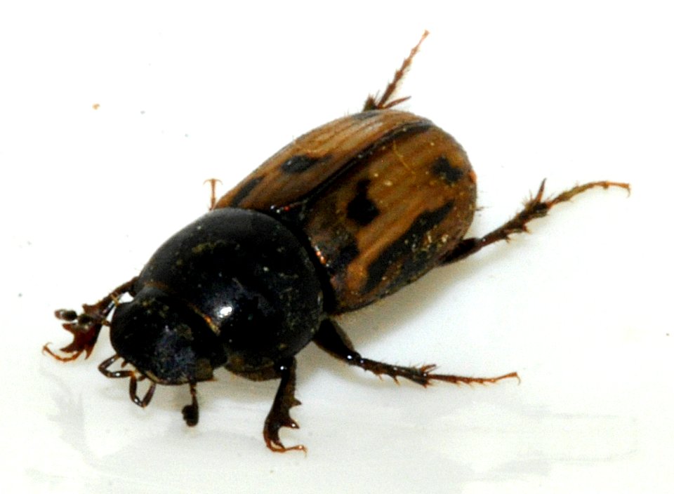 Aphodius-distinctus-09-fws