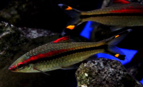 Aquarium tropical de Pierrefitte-Nestalas 03082018 Barbus crayon 2