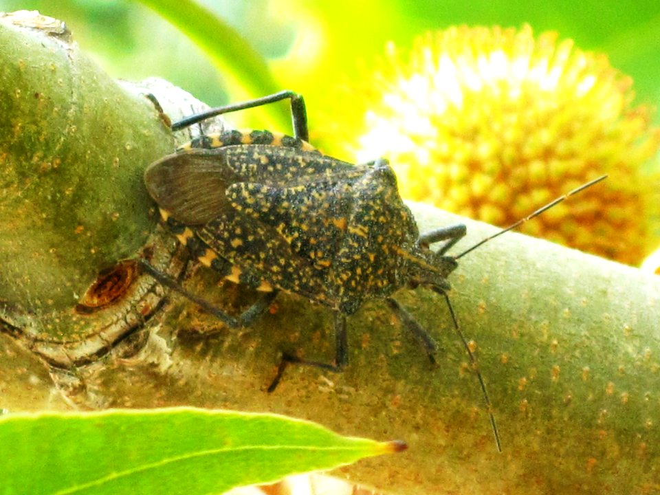 Apodiphus amygdali (Shieldbug sp.),Skala Kalloni, Lesbos, Greece