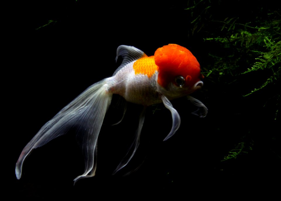 Aquarium tropical de Pierrefitte-Nestalas 03082018 Carassius auratus Lionhead goldfish 2