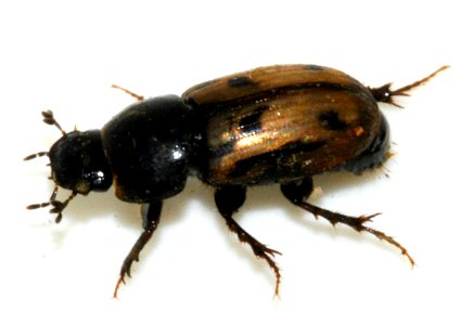 Aphodius-distinctus-05-fws