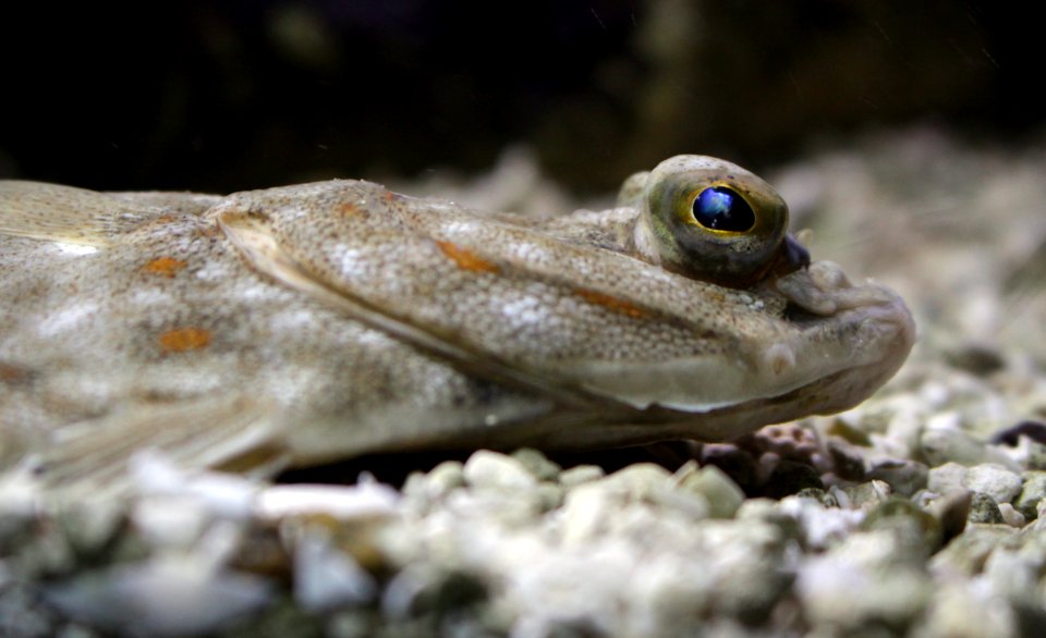 Aquarium de Dunkerque Pleuronectes platessa 08102017