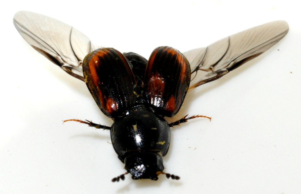 Aphodius-alpinus-10-fws
