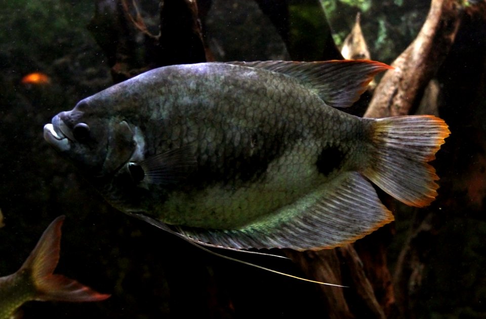 Aquarium tropical de Pierrefitte-Nestalas 03082018 Osphronemus laticlavius 1