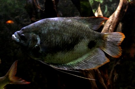 Aquarium tropical de Pierrefitte-Nestalas 03082018 Osphronemus laticlavius 1
